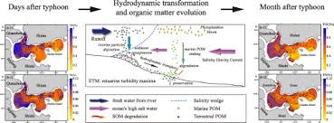 Evolution Of Sedimentary Organic Matter In A Small River