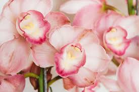 Image result for Cymbidium