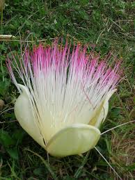 Top 10 unique flowers in the world. 10 Most Unusual Flowers In The World 10 Most Today