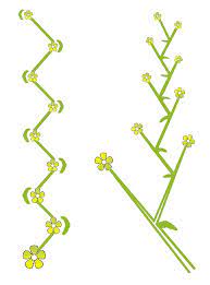 Faça o download de impressionantes imagens gratuitas sobre inflorescência. Cimeira Botanica Wikiwand