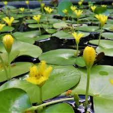 Image result for Searsia leptodictya