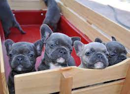 Any alteration other than removal of dewclaws is considered mutilation and is a disqualification. How Many French Bulldog Puppies In A Litter What The Frenchie