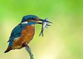 King Fisher Kus Mozaik