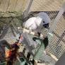 cockatoo parrots for sale from liveparrotsforsale.com