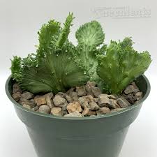 Image result for Euphorbia unicornis