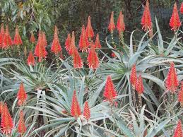 Image result for Aloe inyangensis