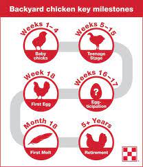 Telling the age of a mature chicken. 6 Milestones Of Chicken Growth Stages Purina Animal Nutrition