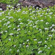 Image result for Galium stenophyllum