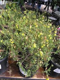 Image result for Hermannia eenii