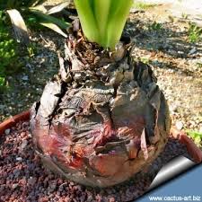 Image result for Drimia calcarata