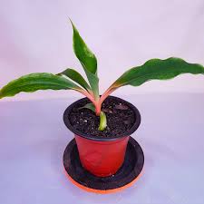 Image result for Chlorophytum macrophyllum