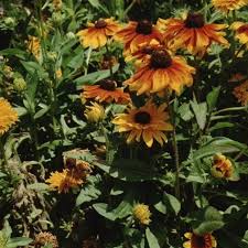 Image result for Stanfieldiella