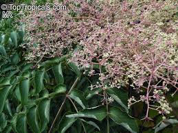 Image result for Tectaria angelicifolia