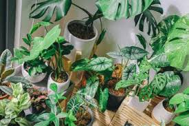Maybe you would like to learn more about one of these? Tak Hanya Butuh Air Dan Pupuk Lakukan Ini Agar Tanaman Indoor Sehat Dan Terawat Parapuan