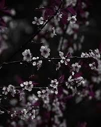 Foto stok gratis tentang estetika. Dark Purple Art Dark Plum Art Print Nature Photography Deep Purple Wall Art Purple Dark Floral A Wallpaper Bunga Indah Wallpaper Estetika Fotografi Hitam Putih
