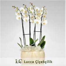 Lucca Cicek Bostanci Cicekci Kucukyali Cicekci Cicekci Kadikoy Cicek Gonder Istanbul Cicekci Maltepe Cicekci Online Cicek Sip 2020 Cicekciler Cicek Orkideler