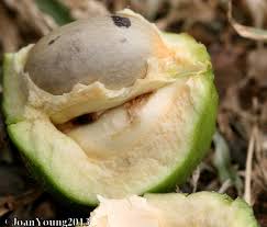 Image result for Croton megalobotrys