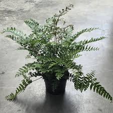 Image result for Didymochlaena