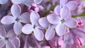 Lilacs (syringa spp.) typically won't bloom and grow poorly when their roots are restricted, so growing most varieties in a container is challenging. How To Grow A Lilac Bush Tips For Growing Lilac