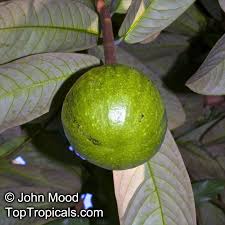 Image result for Monodora