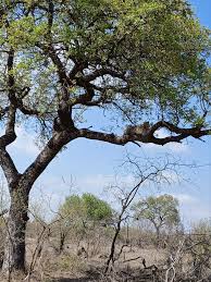 Image result for Lovoa swynnertonii