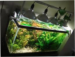 Maybe you would like to learn more about one of these? 7 Lampu Ideas Aquarium Lighting Aquarium Stand Diy Aquarium