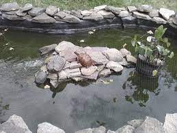Diy Turtle Pond From Outdoortheme Com Casey S New Home Turtle Pond Ponds Backyard Turtle Habitat