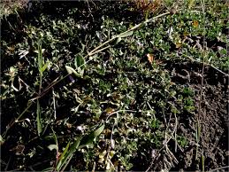 Image result for Dyschoriste transvaalensis