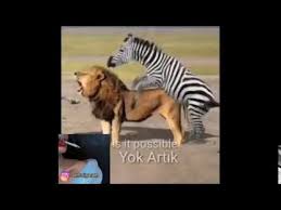 Zebra Aslan Ciftlesmesi Ilk Kez Goruntulendi Silinmeden Izle Youtube