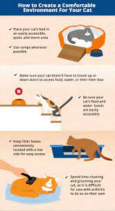 Arthritis In Cats Natural Remedies Canna Pet