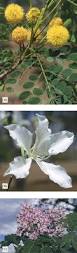 Image result for Aeschynomene multicaulis