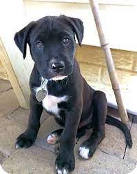 Maybe you would like to learn more about one of these? Columbus Oh Chesapeake Bay Retriever Meet Blueberry A Pet For Adoption