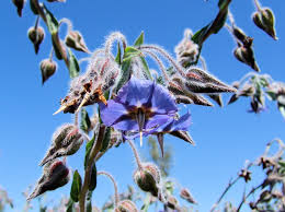 Image result for Trichodesma zeylanicum