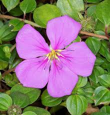 Image result for Dissotis