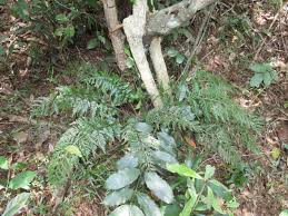 Image result for Asplenium rutifolium