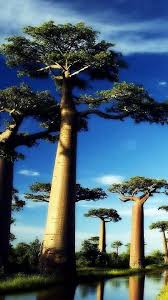 Hd Cool Big Tree Iphone 6 6s 6s Plus Wallpapers Nature Mobile Backgrounds Download Tree Wallpaper Iphone Baobab Tree Tree Hd Wallpaper