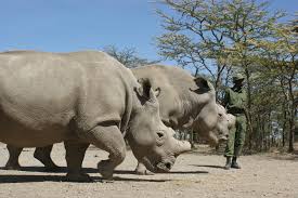 This tutorial collection contains both… The Last Northern White Rhinos Save The Rhino