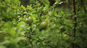 Fruit or a fruit is something which grows on a tree or bush and which contains seeds or a stone covered by a substance that you can eat. 2 301 Fruit Trees Stock Videos Royalty Free Fruit Trees Footage Depositphotos