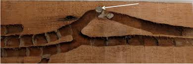 However, the abdomen of the carpenter bee is black and shiny. Carpenter Bees Ohioline