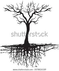 Older ficus trees prove difficult if not impossible to move or remove. Shutterstock Puzzlepix
