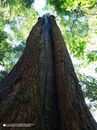 Image result for Eucalyptus cloeziana