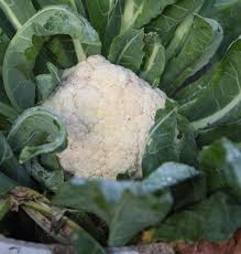 Wusstest du, dass blumenkohl eine der beliebtesten gemüsesorten hierzulande ist? Bio Blumenkohl Spat Selbstversorgung Im Gartengemusekiosk