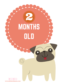 Super Cute And Free Printable Animal Themed Baby Monthly Milestone Signs For Baby Pictures Phil And Mama