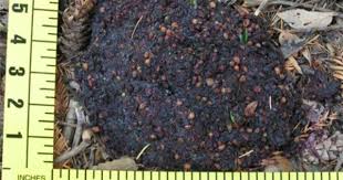 Pin On Animal Identification