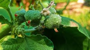 Image result for Chrozophora plicata