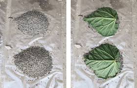 Beton giessen, diy, gartenstehlen, gartendeko, skulptur. Diy Beton Pflanzschalen Aus Rhabarberblattern Fur Den Garten Fashion Kitchen