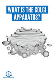 What Is The Golgi Apparatus Microbiology The Cell Cell