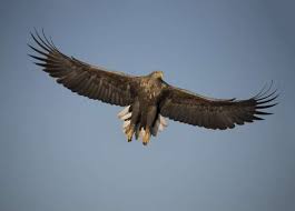 Wandelen door de biesbosch is een belevenis! Kom Naar Het Roots Vogelfestival In De Biesbosch Roots Vogelfestival