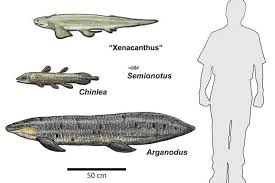 10 Prehistoric Fish That Make Sharks Look Innocent Prehistoric Animals Prehistoric Ancient Fish