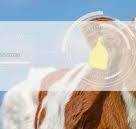 Proveedor de etiquetas RFID para animales, etiquetas para ...